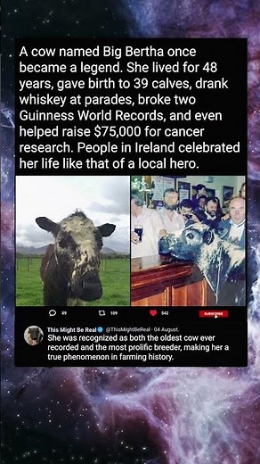 The Record-Breaking Cow Big Bertha