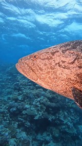 4.8K views · 491 reactions | Wait for it….. the Giant of the Fish...