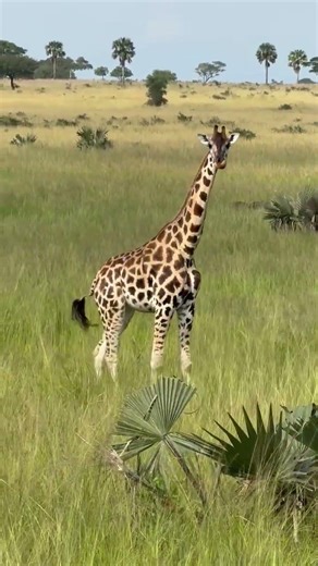 Understanding How Giraffes Feed and Move