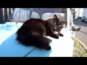 Black cat meowing on an old car