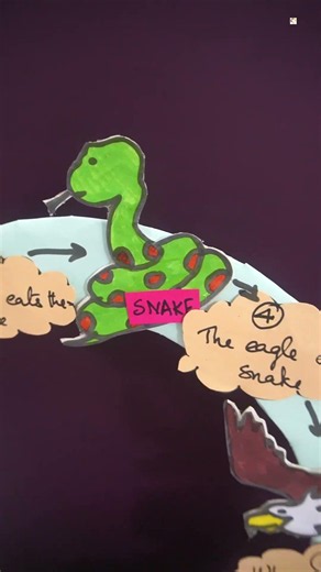 Food Chain Model| How To Make Food Chain Model| School Exhibition model| Science Project Model