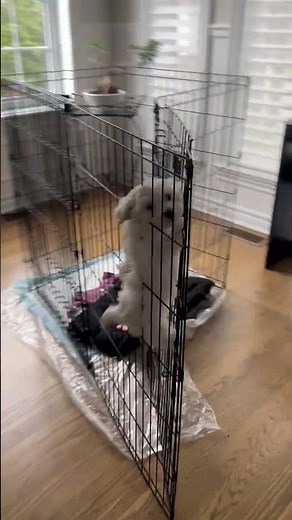 Silly Puppy Fails At Escaping From Cage || ViralHog