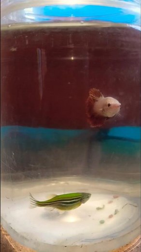 #zebrafish and female Betta fish 🐠#YouTube shots #trending