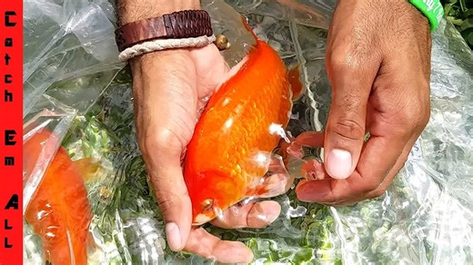 Meet the Largest Goldfish on Earth