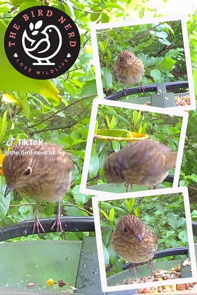 The Bird Nerd on TikTok