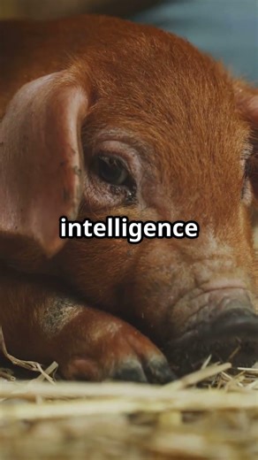 Pigs Are Smarter Than You Think 🐷