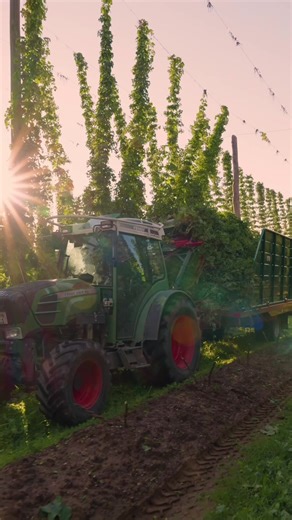 Hop Season 2025: A Comprehensive Guide