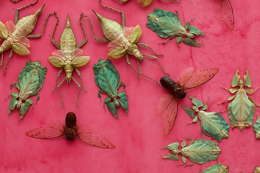 How Thousands of Dead Bugs Become a Mesmerizing Work of Extraordinary Beauty