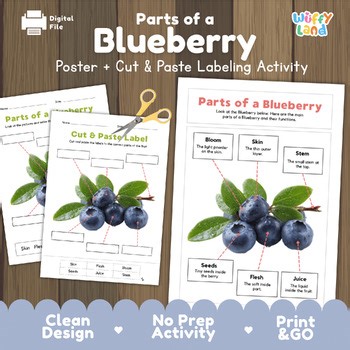 Parts of a Blueberry Labeling Activity Berry Anatomy & Botany Science Worksheet