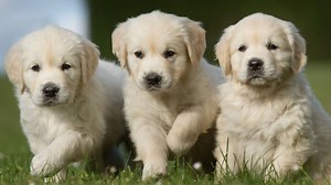 La mise bas d'une chienne et la naissance des chiots | Purina