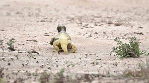 Close Arabian Spiny Tail Lizard Running Stock Footage Video (100% Royalty-free) 3509108519 | Shutterstock
