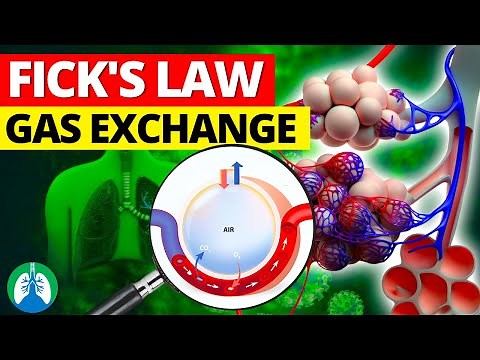 Fick’s First Law of Diffusion and Lung Gas Exchange *EXPLAINED*