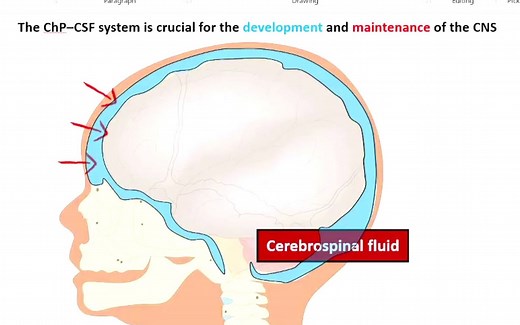脑脊液 (CSF) 和脉络丛