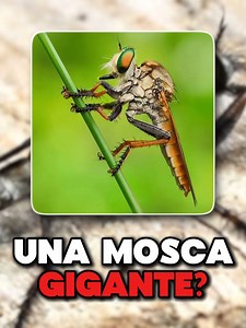Mosca Gigante: ¿Es Peligrosa? | Curiosidades