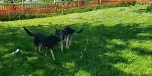 White Paws German Shepherd Rescue on Reels | Facebook