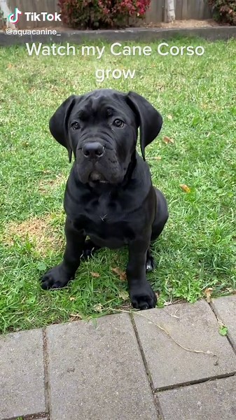 Cane Corso Growth Progression: From Puppy to Adult