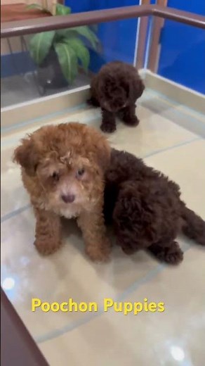 Introducing the adorable Poochon puppy. #puppies