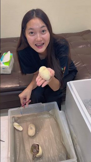 Cut snake eggs to find Burmball, a baby python mixed with a ball python.