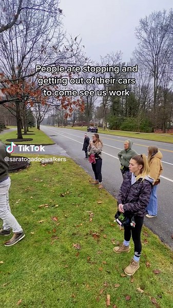 Rubber Necking: A Dog's Perspective