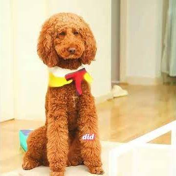 Can your home accommodate two dogs?#pets #pet #animals #cuteanimals #animalvideos #petlovers