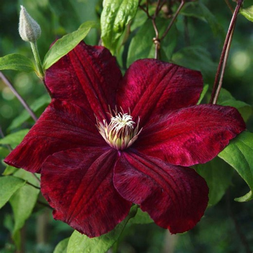 25 Rouge Clematis Seeds: Red Climbing Vine, Hardy Perennial Flower, Butterfly & Hummingbird - Etsy
