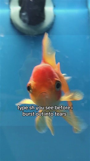 sad fish #supaaasec #xyzbca #tatcha #trending #foryoupage | Fish