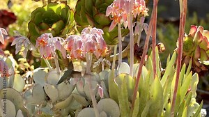 A female Anna's hummingbird feeds from large bell-shaped blossoms - slow motion