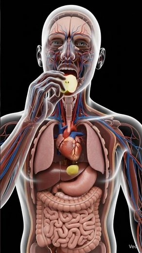 inside human eating apple #animation #apple #shorts