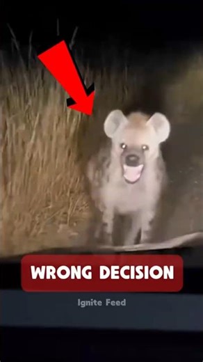 Five animals that made the worst decisions