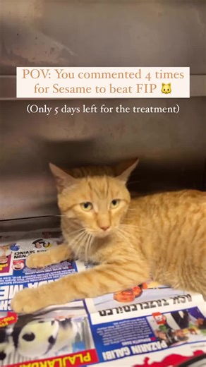 Help Us Fund Sesame's FIP Treatment