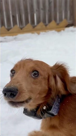 #puppy #milliemondays #pups #dachshund #monday #wrigleywednesdays #doggo #dogs #dog #like #snow