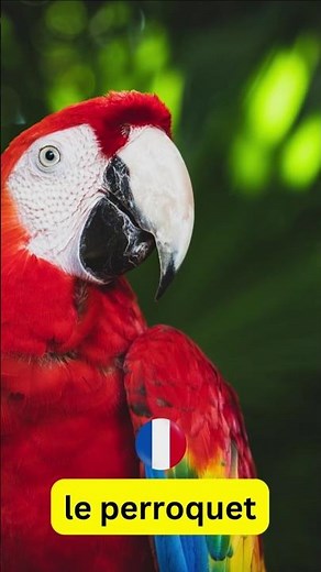 🇫🇷 Learn 10 Animals in French with Pronunciation! 🐶🐱