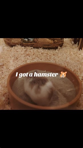 Caring for Your New Hamster: Tips and Insights
