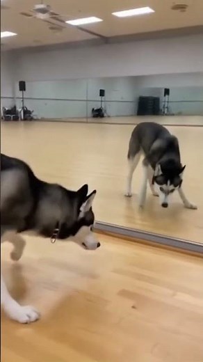 Dogs Discovering Mirrors For The First Time #Shorts
