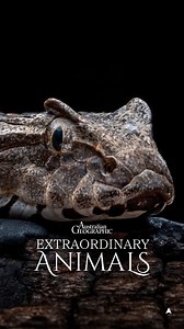 Death adders are masters of disguise 🐍 These snakes lure their prey in with a wiggling tail that looks suspiciously like a worm, before striking at lightning-fast speed. 📺 Australian Geographic Extraordinary Animals now streaming for free via SBS On Demand #ausgeo #deathadder #snake #venomous #venom #predator #australia | Australian Geographic