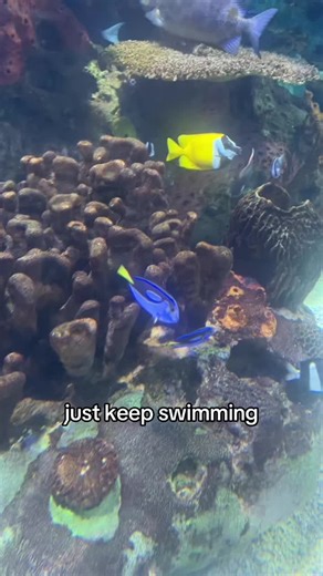 Finding Dory Lessons: Just Keep Swimming