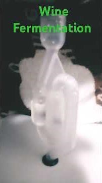 Wine Fermentation process