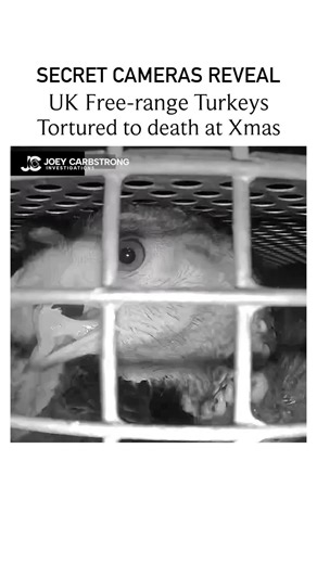 Hidden Spy Cameras Reveal for the First Time Kelly Bronze Free-Range Turkey's Being Tortured to Death in UK Gas Chamber at Christmas. Background: Filmed at the Kelly Bronze Abattoir in Essex December 2025. Owner, Paul Kelly, is the biggest name in premium turkey farming; celebrities such as his long time friend Jamie Oliver and former pop star JB Gill work for his company farming turkeys. The brand has been called the “Rolls-Royce of turkeys” and has been endorsed by Gordon Ramsay and Nigella La
