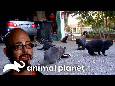 Trapping A Neighborhood Cat Colony | My Cat From Hell | Animal Planet