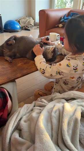 Enjoy Relaxing Otter Videos for a Good Morning
