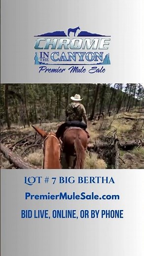 Lot #7 Big Bertha sells ‪@PremierMuleSale‬ May 9, 2026 #bertha #bigbertha #molly