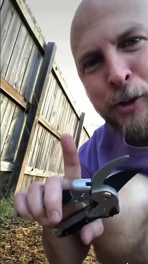 How and when to cut back your raspberry bushes #gardener #raspberries #fruit #gardeningtips