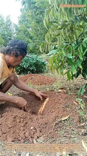 Récolte de patates douces : extraction des tubercules de Cilembu d’un sol cultivé