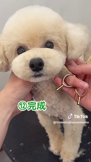 トイプードルのまんまるテディカットの作り方