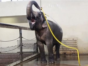Elephant stuns scientists by showering with a hose | The Express Tribune