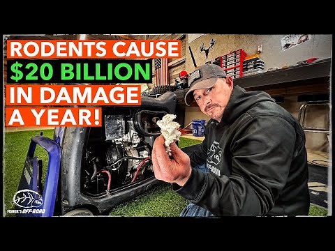 HOW TO CATCH DESTRUCTIVE MICE