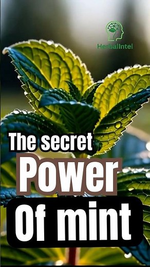 Mint Secrets You Didn’t Know – Boost Energy & Digestion!