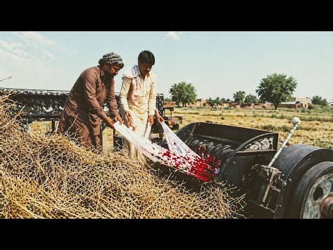 thresher machine harvesting wheat crop 😭 | massey ferguson tractor power test | tractor stunt