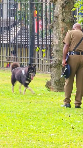 පුලුවන් නම් අල්ලන්න බලන්න 😁🐕 #kandy #dog #doglover #k9 #policedogs #police #k9unit #duty #playtime #playcentre | I Love Kandy