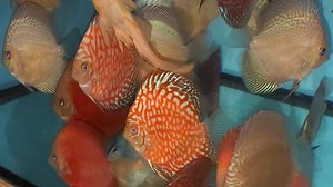 4.9K views · 295 reactions | Assorted youngsters | Chens Discus UK | Facebook